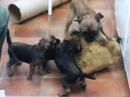 Hulda, Morris och Isak leker med grvlingskinn
